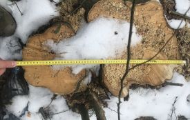 За незаконну вирубку лісу в Літинській громаді чоловік сплатив понад мільйон гривень