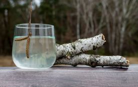 Все, що треба знати про березовий сік: коли збирати, як пити та не порушити закон