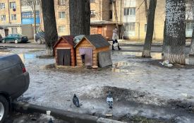 У Тяжилові встановили будки для безпритульних собак: мешканці скаржаться на укуси