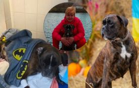 Після операції у ветклініці Моллі опинилася в реанімації. Власниця звинувачує лікаря у недбалості