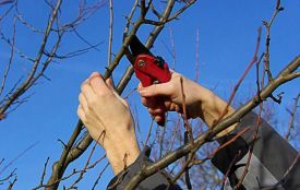 Викидати чи спалювати: що робити з гілками після обрізання дерев