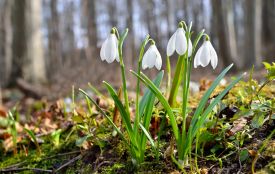 День рівнодення 2026: традиції, прикмети та точний час початку весни