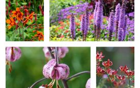 Квітковий конвеєр: які цибулини посадити у березні для яскравого саду до самої осені