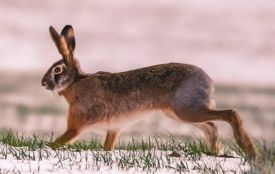 У лісах Вінниччини зросла чисельність зайців, козуль і муфлонів. Кого ще можна зустріти в регіоні