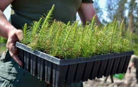 На Вінниччині готуються до масштабної весняної лісокультурної кампанії: висадять п'ять мільйонів сіянців