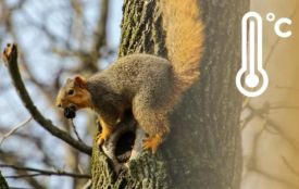 В Україну йде невелике похолодання — яку погоду чекати на Вінниччині