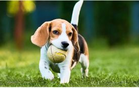 Весна без ризиків: як підготувати собаку до нового сезону (Новини компаній)