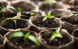 Сьогодні вітаємо Якова та Володимира. Історія, заборони і прикмети 21 березня