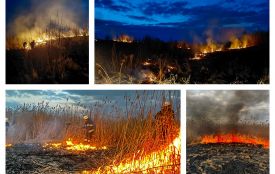 Вогонь знищує все: за добу на Вінниччині вигоріли гектари землі та загинули сотні тварин