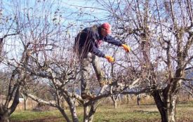 Мінус вночі, плюс вдень: як температурні гойдалки впливають на майбутній врожай
