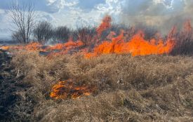 Сухе листя, трава, гілля — усе в купу й підпалити? Вінничанам нагадали про штрафи та шкоду екології