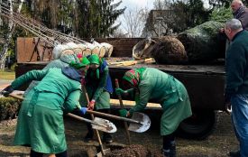 Клени, платани та тюльпанові дерева: де у Вінниці вже стартувало озеленення і що посадять цього сезону