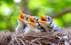 Вінничан штрафуватимуть за зайвий галас у лісах з 1 квітня