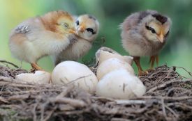 Сьогодні вітайте Марію та Сергія. Історія, заборони і прикмети 1 квітня