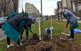 Тюльпанові дерева та пекінський бузок висадили на проспекті Космонавтів
