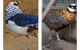 Вінничани побачать рідкісних птахів із гір Китаю та Тибету