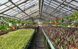 У теплицях Вінниці підготували десятки видів рослин для висадки на вулицях
