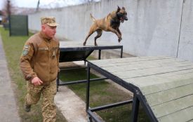 Тандем, що рятує життя. У Вінниці пройшли масштабні збори військових кінологів