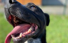 Не купуй — прихисти: у Вінниці десятки собак шукають дім