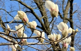 В цей день іменини в Павла та Петра. Історія, заборони та прикмети 6 квітня