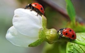 Сьогодні вітаємо з іменинами Йосипа та Юлію. Історія, заборони та прикмети 8 квітня