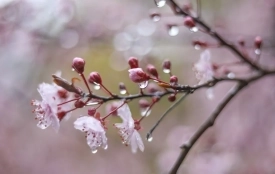 Сьогодні вітайте Миколу та Юхима. Історія, традиції, заборони 11 квітня