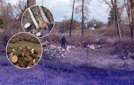 Парк, який садили мешканці, почали вирубувати: що відомо про ситуацію у Стрижавці