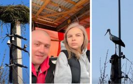 «Повертайся, друже, твоя хата готова!»: подружжя з Ямполя відновило згоріле гніздо лелек