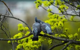 Заморозки та дощ із мокрим снігом — якою буде погода на Великодні вихідні 11–12 квітня