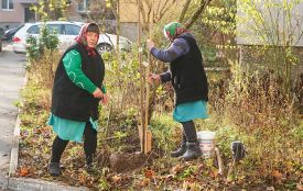 На дерева та кущі витратять майже 30 мільйонів. Що варто знати про озеленення Вінниці