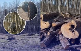 Деревина, якої «не мало бути», та погоня в лісі: що сталося в Іллінецькому лісництві?