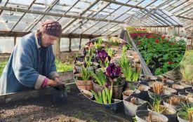 У Вінниці готують квіти та вуличні кашпо для весняного озеленення міста