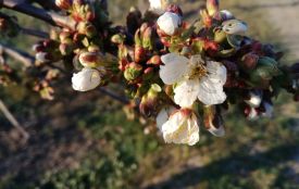 Кого вітаємо та що святкуємо 13 квітня: історія, заборони та прикмети