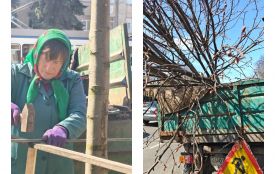 Понад 300 саджанців за сезон: де у місті незабаром з’являться нові алеї