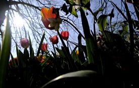 Сьогодні з іменинами вітаємо Ірину та Галину. Історія, заборони та прикмети 16 квітня