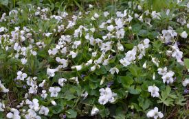 Сьогодні вітаємо Івана та Віктора. Історія, заборони та прикмети 18 квітня