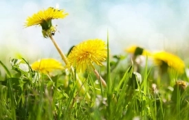 Кого вітаємо та що святкуємо 22 квітня: історія, заборони та прикмети