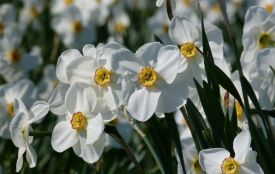 Сьогодні з іменинами вітаємо Єлизавету та Миколу. Історія та прикмети 24 квітня