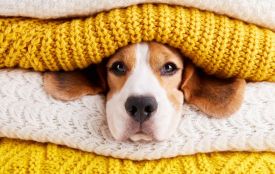 Вранці 22 квітня Вінницю «підморозить» до -5°С: чого чекати від погоди в найближчі дні