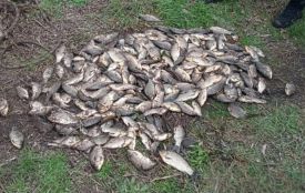 Браконьєри на Вінниччині наловили 60 кілограмів риби. Які обмеження діють під час нересту