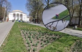 Голландські тюльпани у чужих торбах — у мерії відреагували на критику щодо занедбаного стану парку