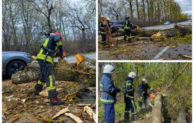 Сильний вітер валив дерева та блокував траси. Як Вінниччина долає наслідки стихії