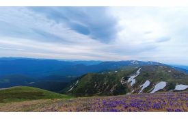 Закарпаття відпочинок: куди поїхати та скільки це коштує у 2026 році (Новини компаній)