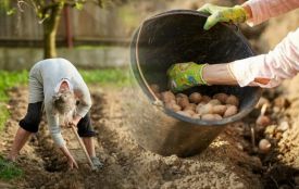 Картопляний сезон. Коли садити, як вгадати з погодою та чим підживити для рекордного врожаю