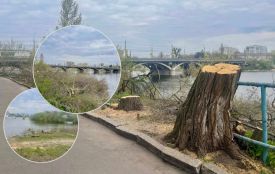 Злочинне «кронування»: вінничани обурені масовим знищенням дерев біля «Авангарду»