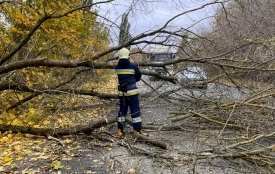 Куди звертатися, якщо через негоду впало дерево? Перелік контактів та інструкція для водіїв