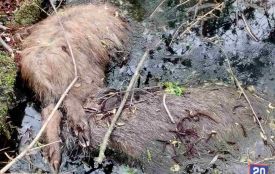 11 мертвих кабанів: небезпечний вірус виявили у Могилів-Подільському районі