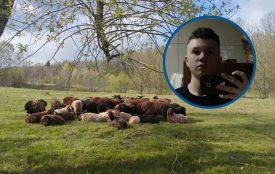«Бась-бась, мої овечки!» Підліток, який віддав своє авто на фронт, підняв отару до 59-ти овець