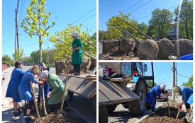 Сакури, платани й клени висадили у Вінниці. Де з’явилися нові зелені зони