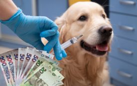 Скільки коштує комплексна вакцина для собак у Вінниці: ціни у різних ветклініках міста